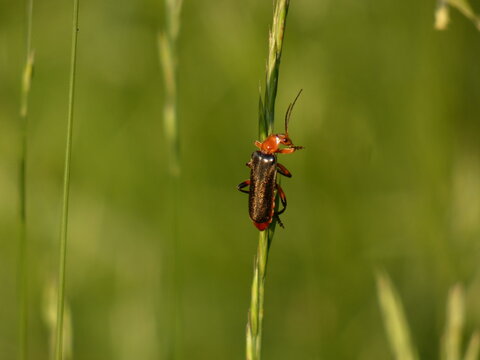 Soldier beetle (Cantharis livida) - tiny black beetle with red head on a blade of grass, Gdansk, Poland