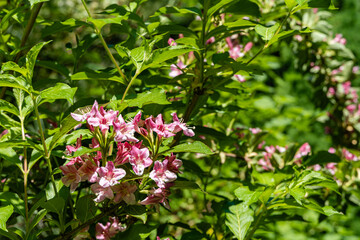 Flowering bush Weigela hybrida Rosea. Pink Weigel flowers  on blurred green background. Selective focus. Close-up. Nature concept for design.