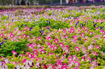 Many colorful Torenia fournieri blossom on the ground