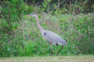 Blue Heron