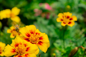 Close up shot of bee flying to Zinnia Angustifolia