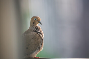 Turtledove