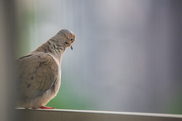 Turtledove