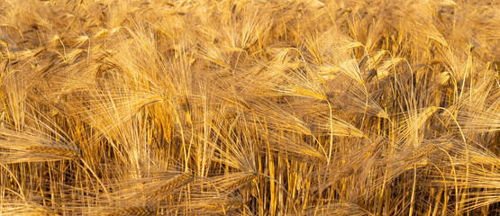 Fototapeta premium Selective focus. Banner of mature golden wheat in field against blue sky, rural landscape. Summer beautiful view. Copy space, natural background