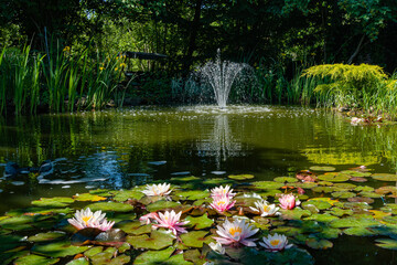 Magical garden pond with blooming water lilies and lotuses. There is beautiful cascading fountain...