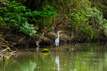 Grey heron 