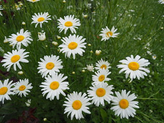 Large bouquet of wild daisies