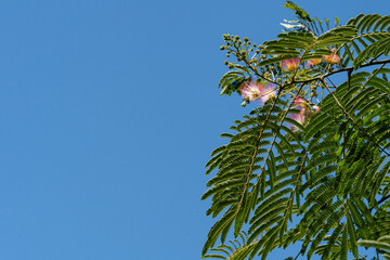 Albizia julibrissin is Persian silk tree or pink silk tree of Fabaceae family. Beautiful carved leaves and pink flowers with pleasant smell on branches of acacia. Close-up. Nature concept for design.