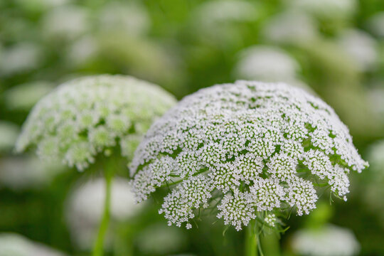 Close up shot of Ammi visnaga blossom