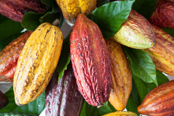 
variety of cocoa, typical of northern Brazil