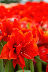 Close up shot of Amaryllis blossom