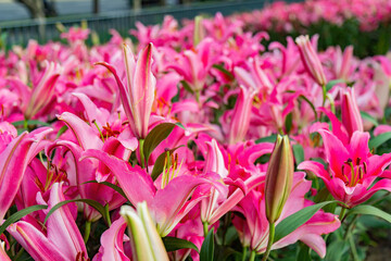 Close up shot of Amaryllis blossom