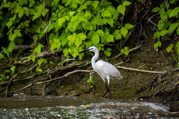 Wild life on the river