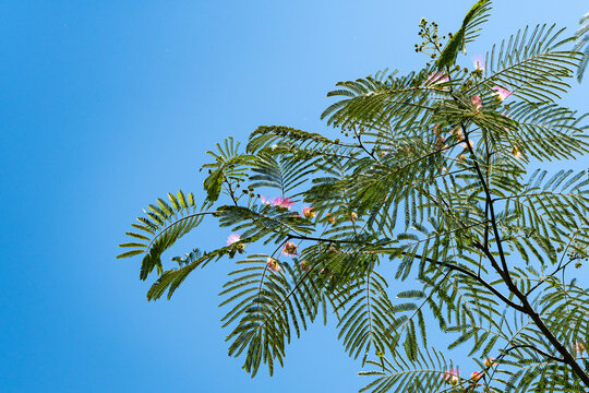 Albizia julibrissin is Persian silk tree or pink silk tree of Fabaceae family. Beautiful carved leaves and pink flowers with pleasant smell on branches of acacia. Close-up. Nature concept for design.
