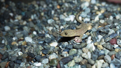 house gecko on gravel, Japanese house gecko, Yamori