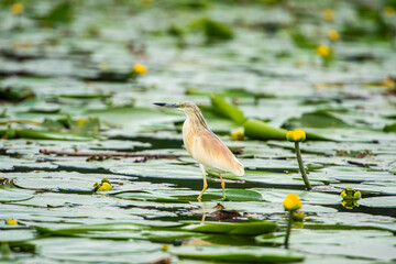 Wild life on the river