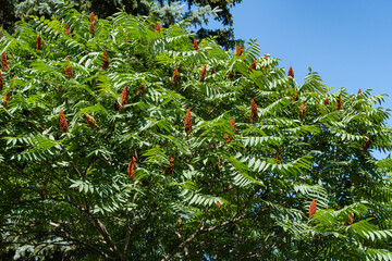 Rhus typhina (Staghorn sumac, Anacardiaceae) tree. Close-up. Young green flexible leaves and red seeds in form of candles onblue sky background. Fresh wallpaper nature concept. Place for your text.