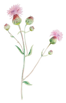 Thistle wildflower watercolor