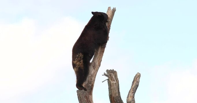 Black bear in the tree