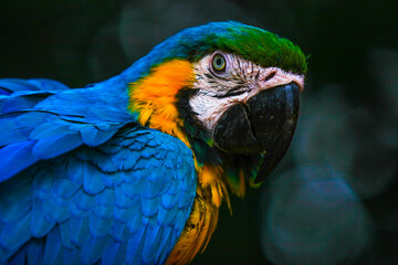 
Pantanal Blue Macaw