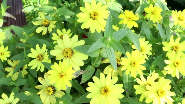 Yellow Marguerite daisies blow gently in a summer wind