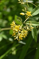 Żółte kwiaty latem
