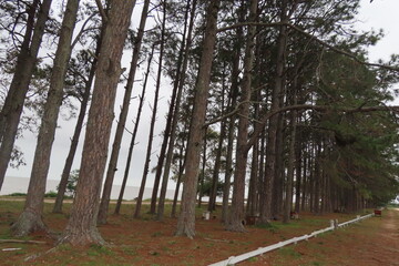 footpath in the woods