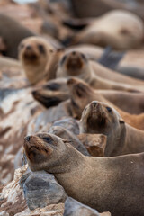 Fototapeta premium Cape Cross seal colony at the Cape Cross Seal Reserve, Atlantic coast of Namibia. That is one of the biggest seal colony in Africa.