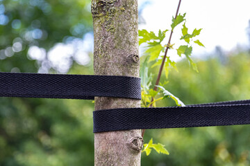 The tape supports the tree trunk for proper growth. Close-up.