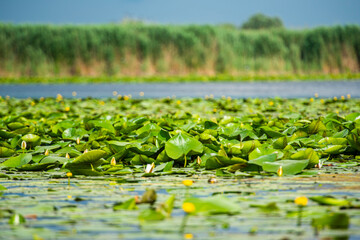 Landscape in the wild river