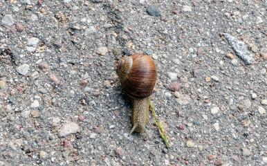 Snail crawling on the asphalt. Close-up.