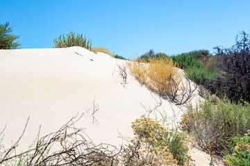 Dune landscape of the Spanish coast. Donana national park environment. Huelva, Andalusia, Spain