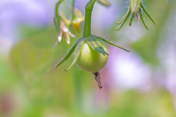 close up macro of indeterminate tomato