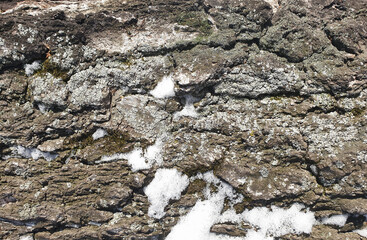 The texture of the tree bark