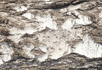 The texture of the tree bark