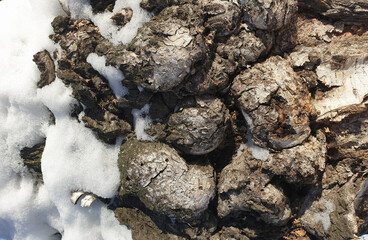 The texture of the tree bark