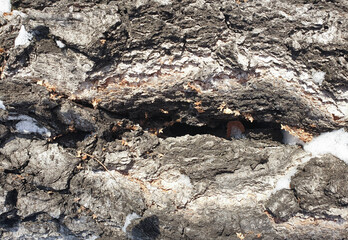 The texture of the tree bark