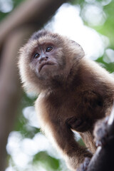 
Long-tailed monkey and its little son
