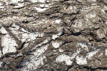The texture of the tree bark