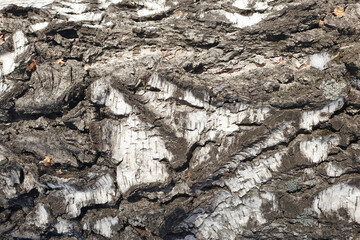 The texture of the tree bark