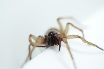 Ammen Dornfinger Cheiracanthium punctorium frontal