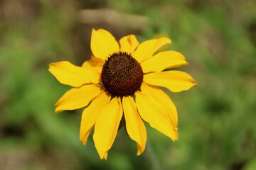 Black Eyed Susan