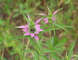 Purple Wildflower with tiny spider