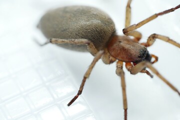 Ammen Dornfinger Cheiracanthium punctorium von der Seite