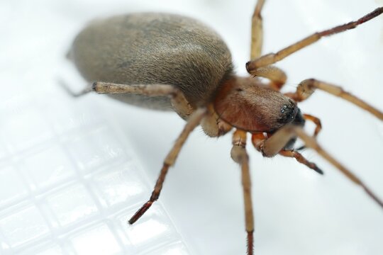 Ammen Dornfinger Cheiracanthium punctorium von der Seite 2