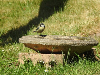 Blue tit on bird bath