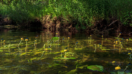 Blue dragonfly on yellow water lillies