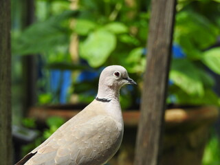 close up of a dove