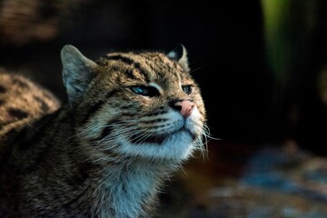 Fototapeta premium Palllas's cat at the zoo