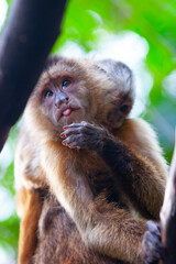 
Long-tailed monkey and its little son